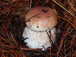 Image of Boletus