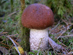 Image of Leccinum manzanitae Thiers 1971