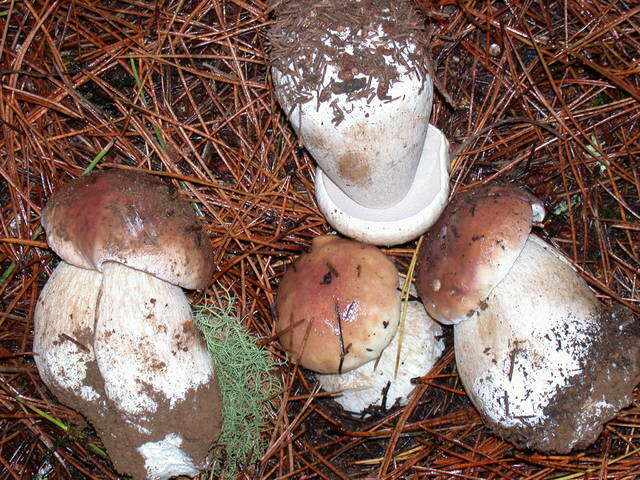 Image of Boletus