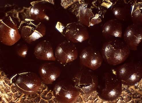 Image of Egg-shell Slime Mold