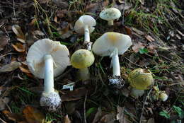 Image of Amanita