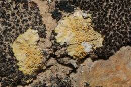 Image of sulphur lichen