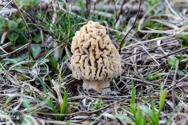 Plancia ëd Morchella