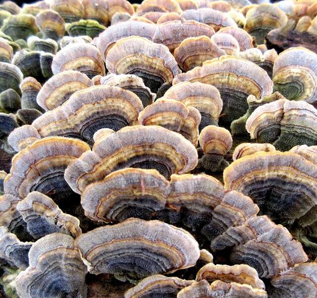 Image of Trametes