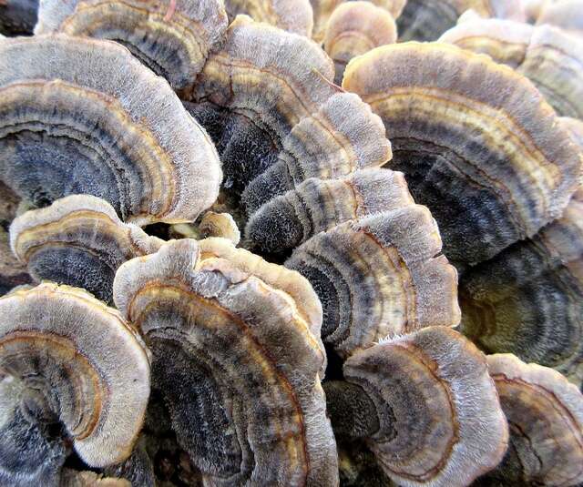 Image of Trametes