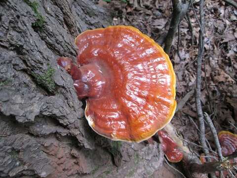 Image of Ganoderma tsugae Murrill 1902