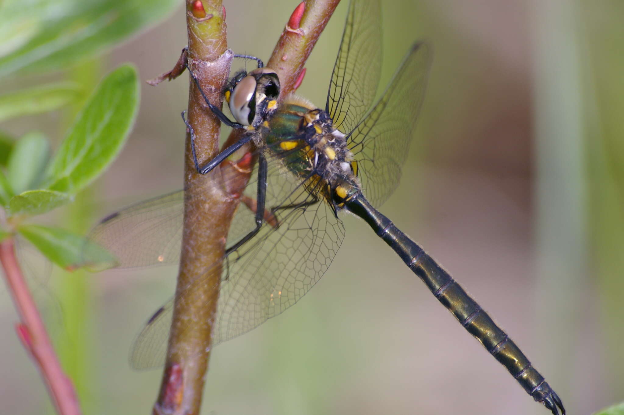 Image of Mountain Emerald