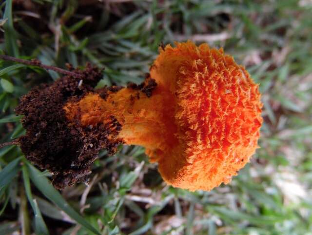 Image of <i>Agaricus crocopeplus</i>