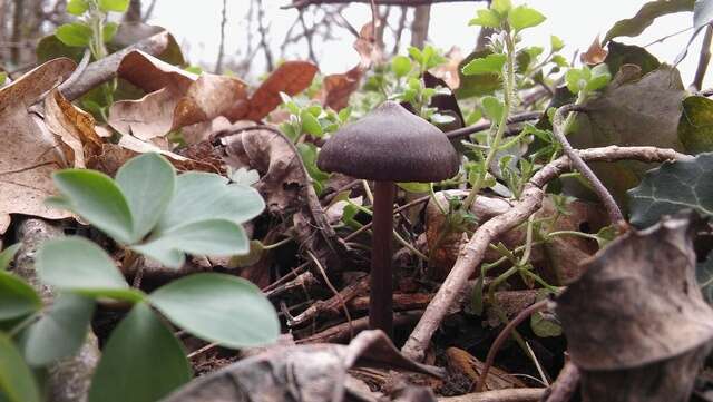 Image of Entoloma vernum S. Lundell 1937