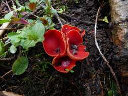 Image of Sarcoscyphaceae