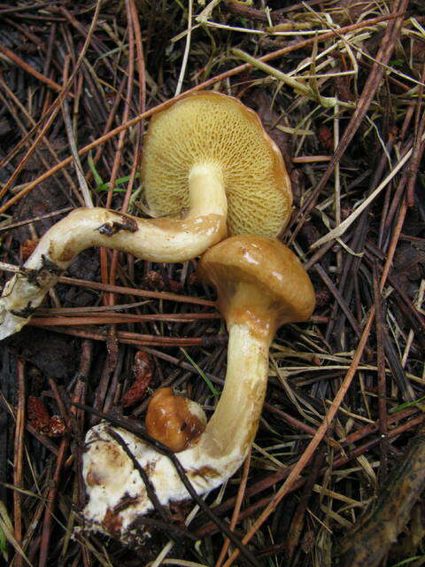 Image of Suillus umbonatus E. A. Dick & Snell 1961