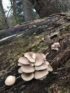 Image of Pleurotus