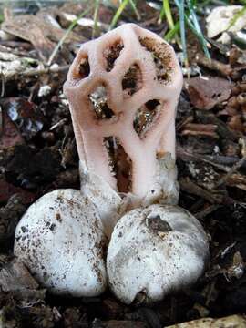 Imagem de Clathrus transvaalensis Eicker & D. A. Reid 1990