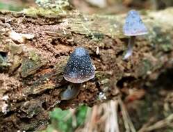 Imagem de Mycena nargan Grgur. 1995