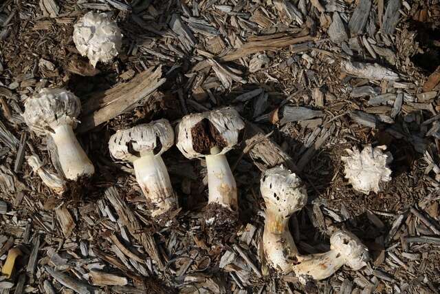 Image of Agaricus deserticola G. Moreno, Esqueda & Lizárraga 2010