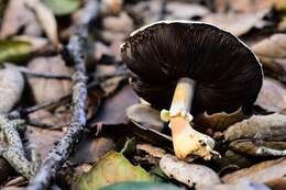 Image of Agaricus kerriganii L. A. Parra, B. Rodr., A. Caball., M. Martín-Calvo & Callac 2013