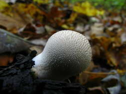 Imagem de Lycoperdon