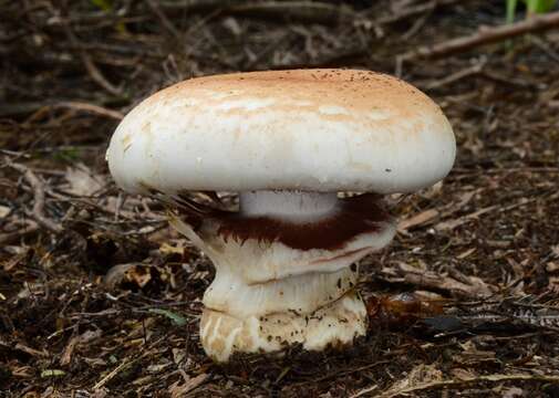 Image of Hebeloma victoriense A. A. Holland & Pegler 1983