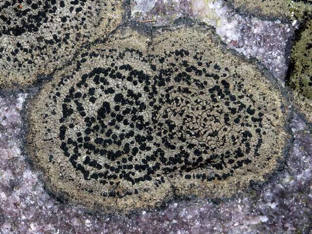 Image of map lichen