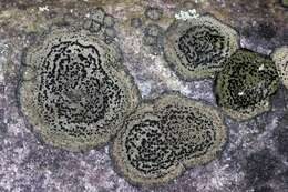 Image of map lichen