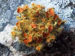 Image of teloschistes lichen