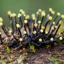 Stromatographium stromaticum (Berk.) Höhn. 1907的圖片