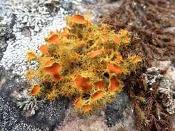 Image of teloschistes lichen