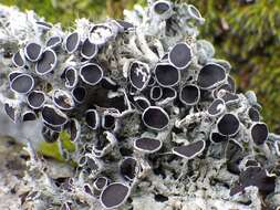 Image of rosette lichen