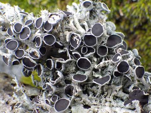 Image of rosette lichen