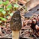 Image de Morchella brunnea M. Kuo 2012