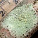 Sivun Lecanora strobilina (Spreng.) Kieff. kuva