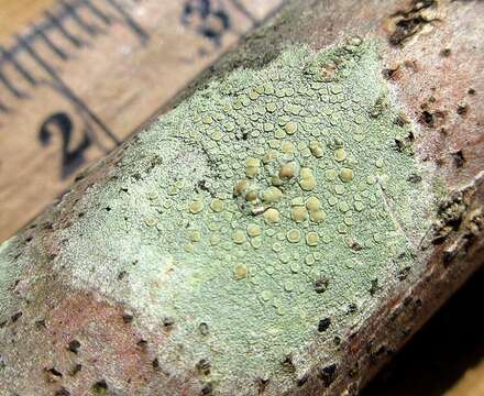 Image of Mealy rim-lichen;   Rim lichen