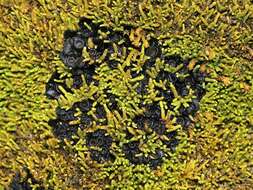 Collema bachmanianum (Fink) Degel. resmi