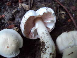 Imagem de Agaricus californicus Peck 1895