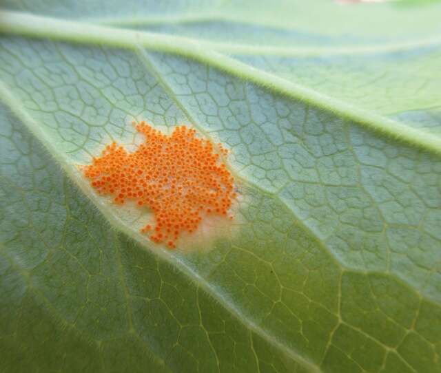 Image of Puccinia podophylli Schwein. 1822