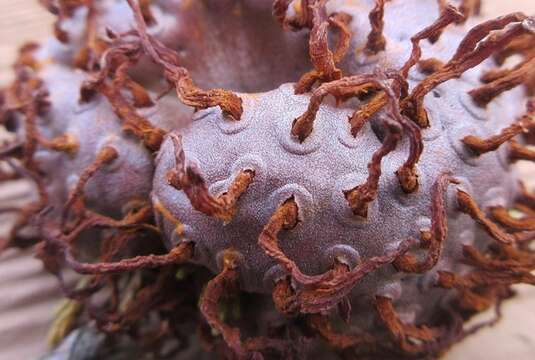 Image of Pucciniaceae