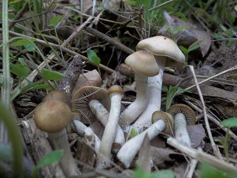 Image of Psilocybe ovoideocystidiata Guzmán & Gaines 2007