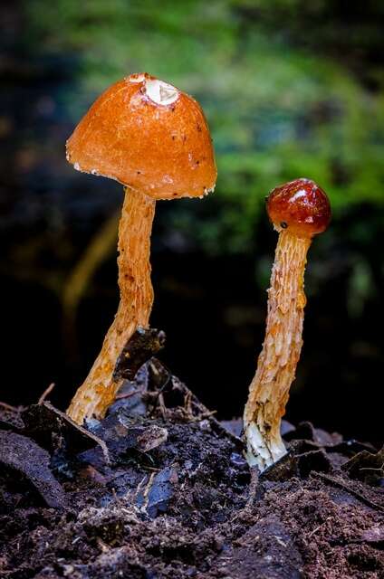 Image of Austroboletus