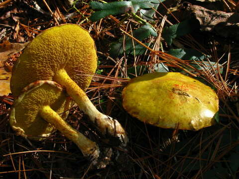 Image of Suillus americanus (Peck) Snell 1944