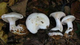 Image de Clitocybe robusta Peck 1897