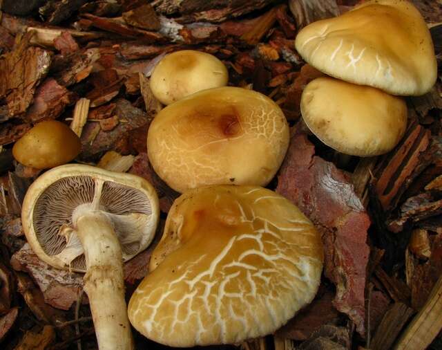 Image de Agrocybe