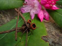 Image of Sarcosomataceae