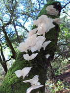 Image of Pleurotus