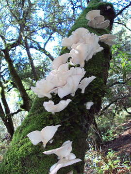 Image de Pleurotus