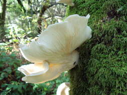 Image of Pleurotus