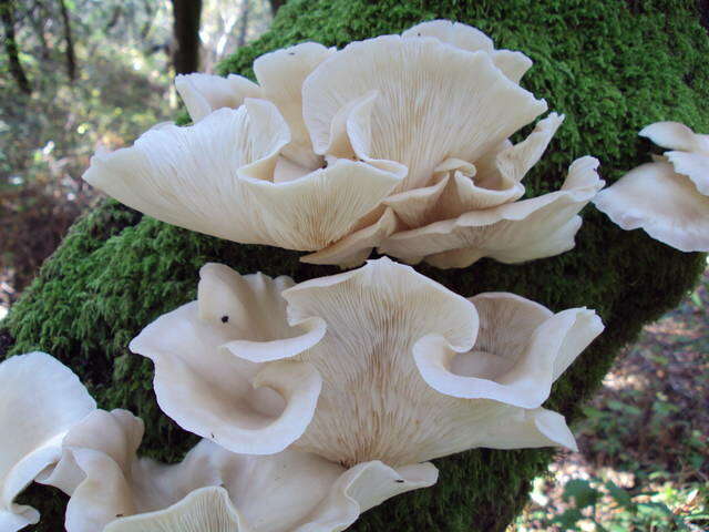 Image of Pleurotus