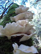 Image of Pleurotus