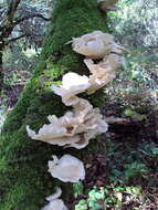 Image of Pleurotus