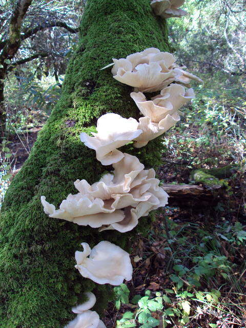 Image of Pleurotus