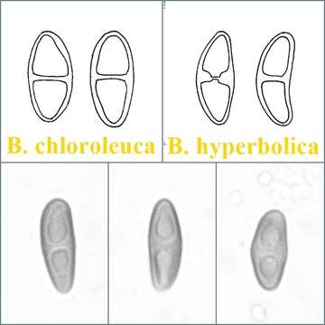 Image of Tetramelas